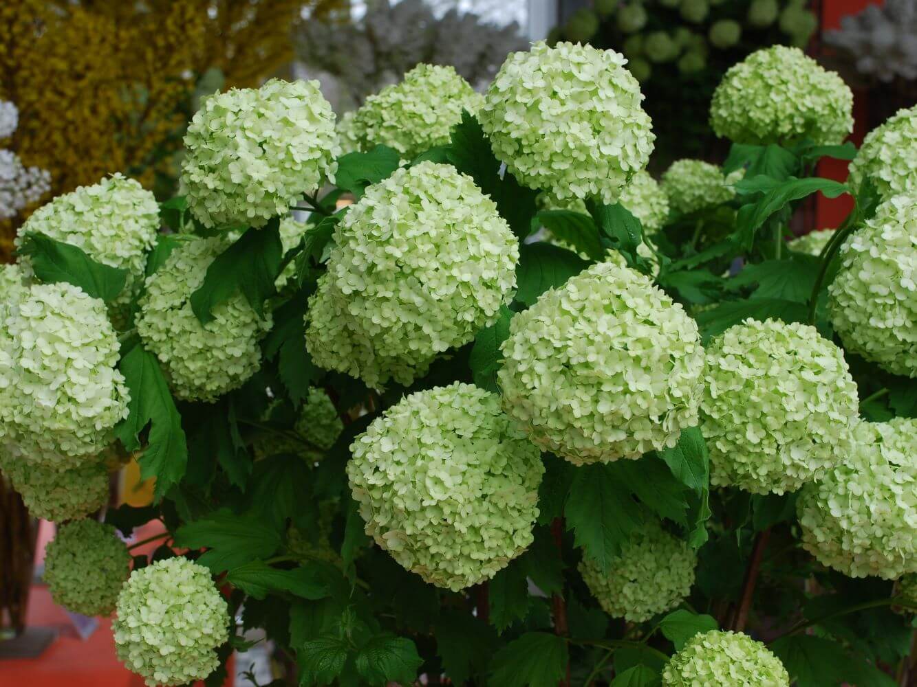 Hortensia kan trives både ude og inde Plantejournalen