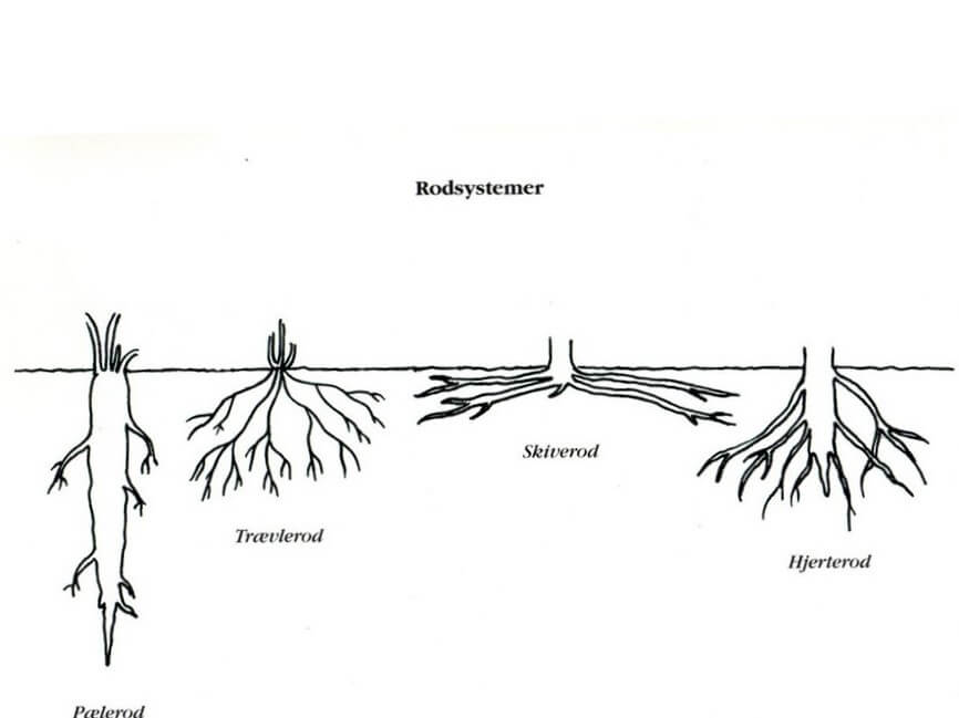 Rødder - Plantejournalen