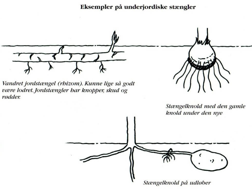Rødder - Plantejournalen