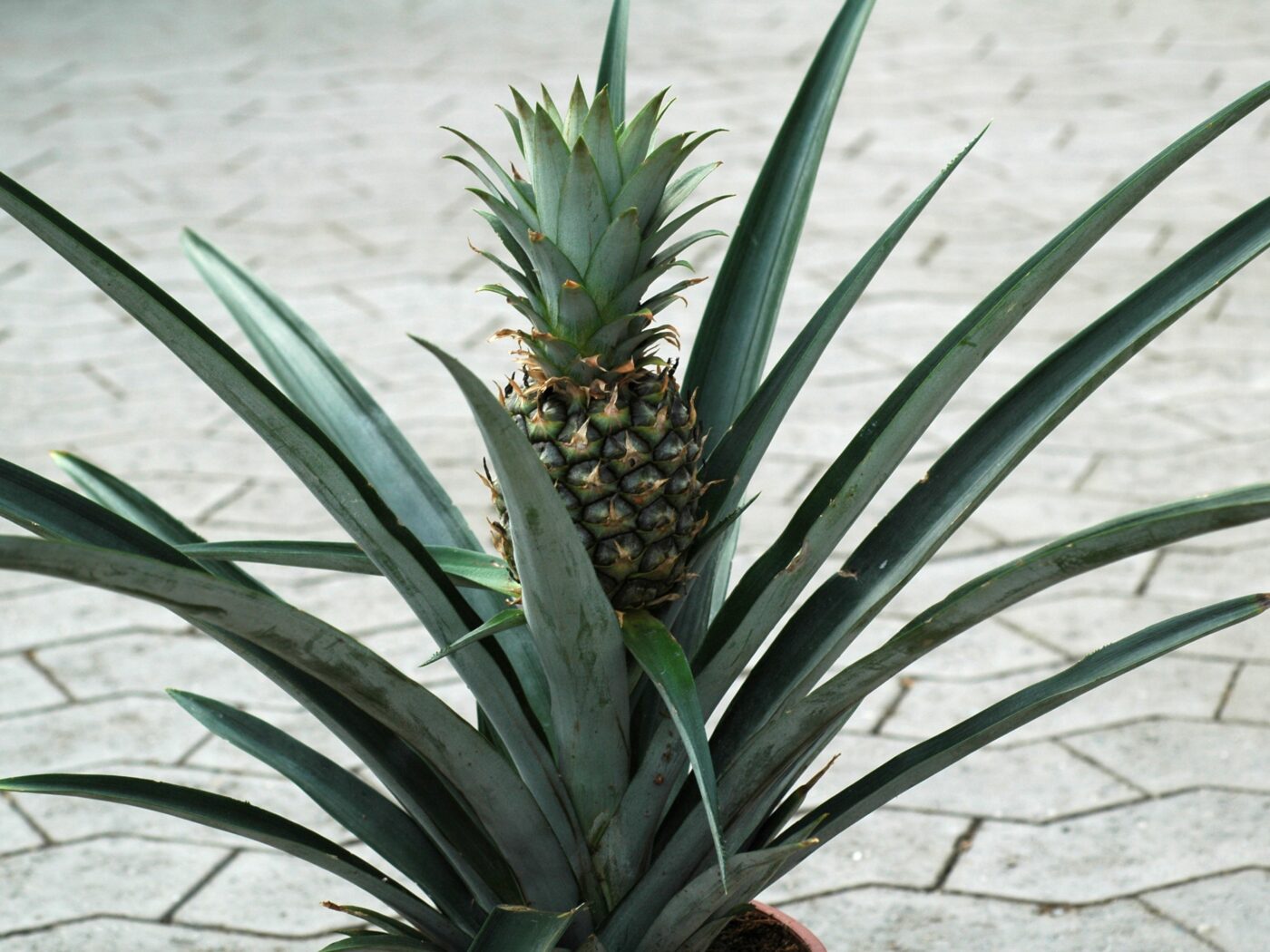 Ananas Raste Ananas kan dyrkes i stuen - Plantejournalen