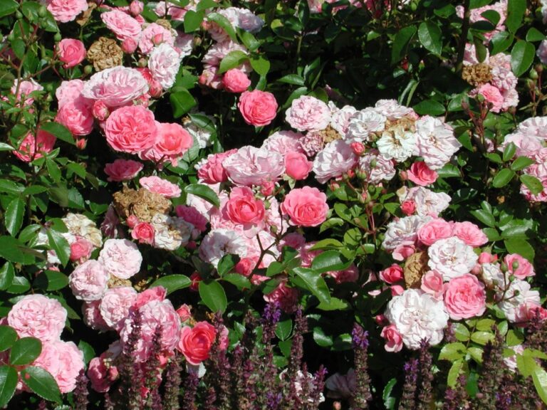 Coral Border