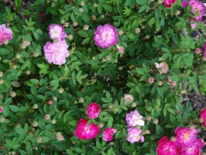 Rosa gallica