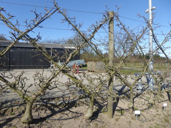 01 4 2017 P1010128 Pometer, æbler, spalier, espalier