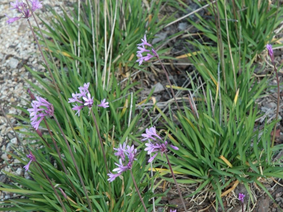 01 Alliaceae, DSC_0020 Tulbaghia, september 2005, Sydafrika