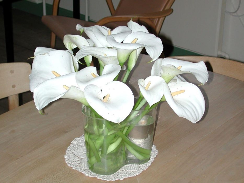 01 Araceae, DSCN1830 Juni 2003, kalla, Zantedeschia, afskårne