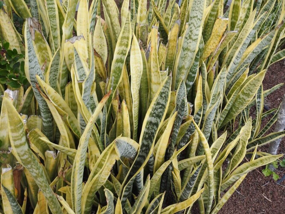 01 DSCN2265december 2018, Tenerife, giftplanter, Sansevieria trifasciata