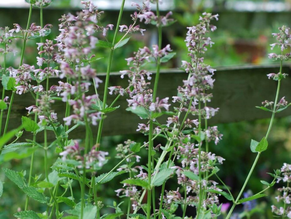 01 DSC_0060 Juni 2007, Nepeta grandiflora Dawn to Dusk