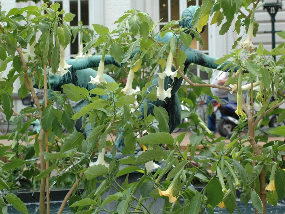 01 DSC_0071 Brugmansia Odense 2005