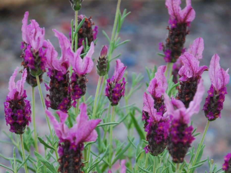01 DSC_0335 august 2007, Handelspladsen, Lavandula, sommerfuglelavendel