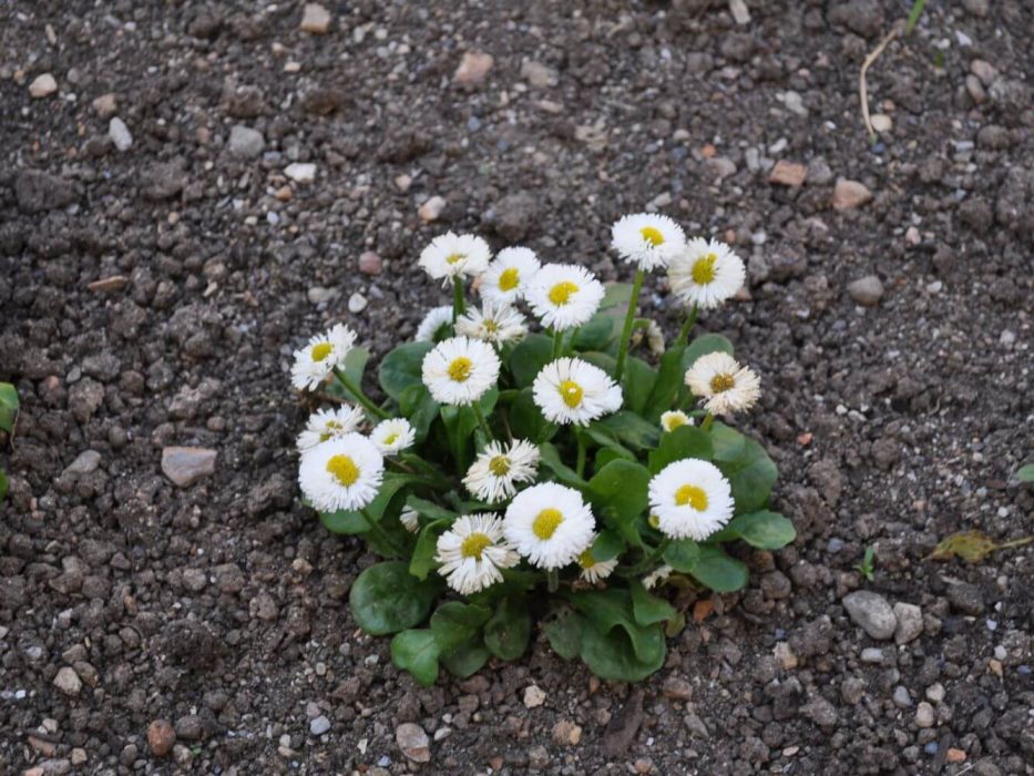 01 DSC_1185 april 2010 bellis