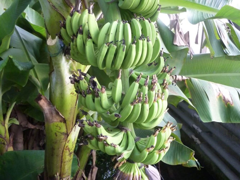 01 P1030191 september 2011, banan