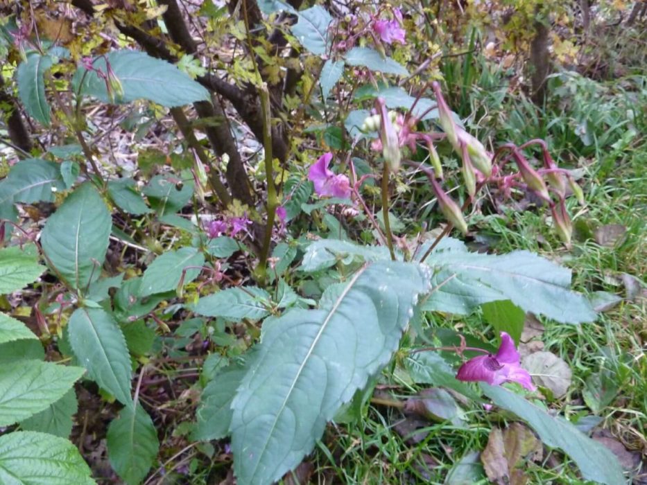 01 P1030233 Oktober 2011, springbalsamin