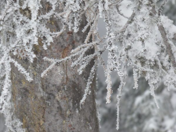 01 P1030433 Februar 2017, Forstau, Schladming, nåletræer