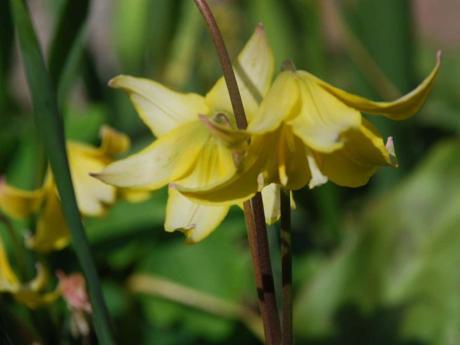 02 2024 DSC_1863 maj 2008, blomsterløg, Erythronium, hundetandslilje