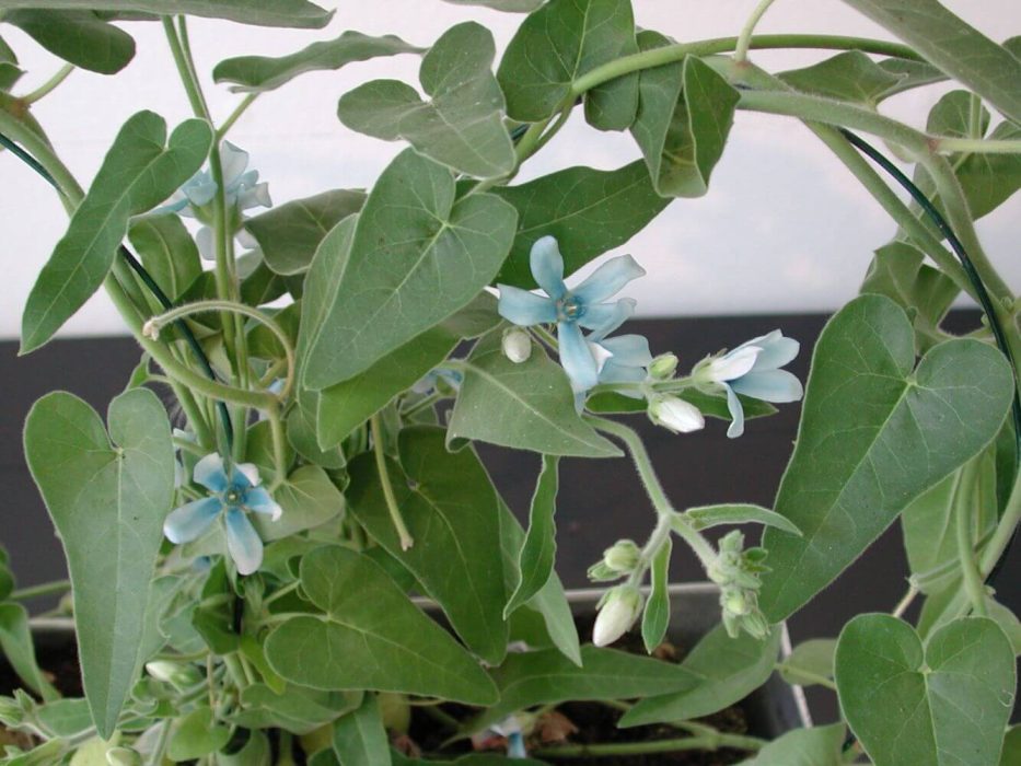 02 2025 Asclepiadaceae, DSCN4404 Tweedia caerulea, GAU-pressemøde, maj 2005