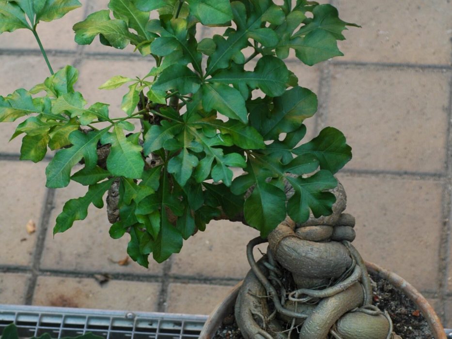 02 Araliaceae, DSC_1474 oktober 2006, Botanisk Have, Cussonia paniculata