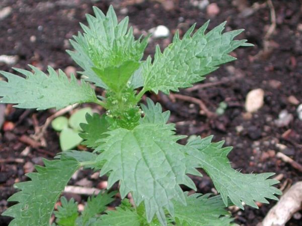 02 Braendenaelde Dscn1980