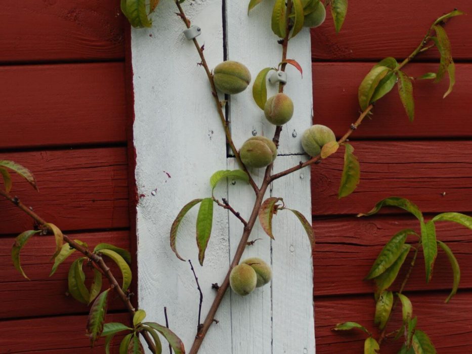 02 DSC_0010 Juni 2007, abrikos