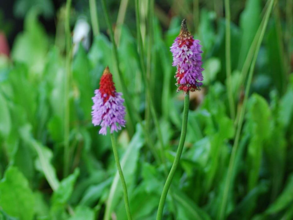 02 DSC_0062 Juni 2007, Primula vialii