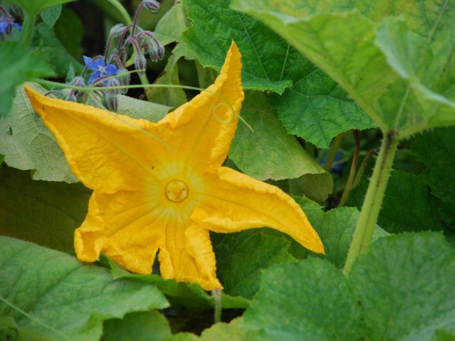 02 DSC_0287, juli 2007, blomst, squash