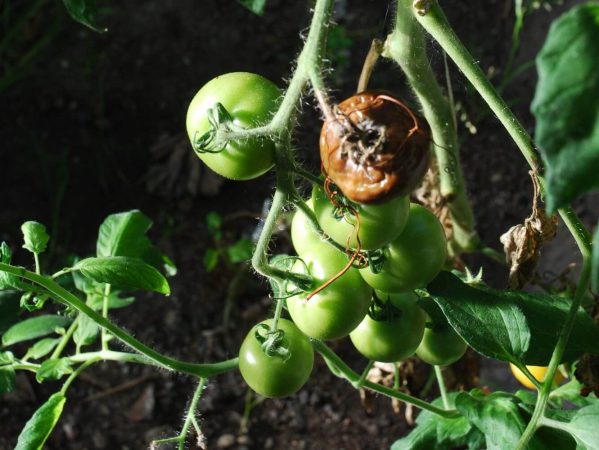 02 DSC_0363 august 2007, tomatskimmel