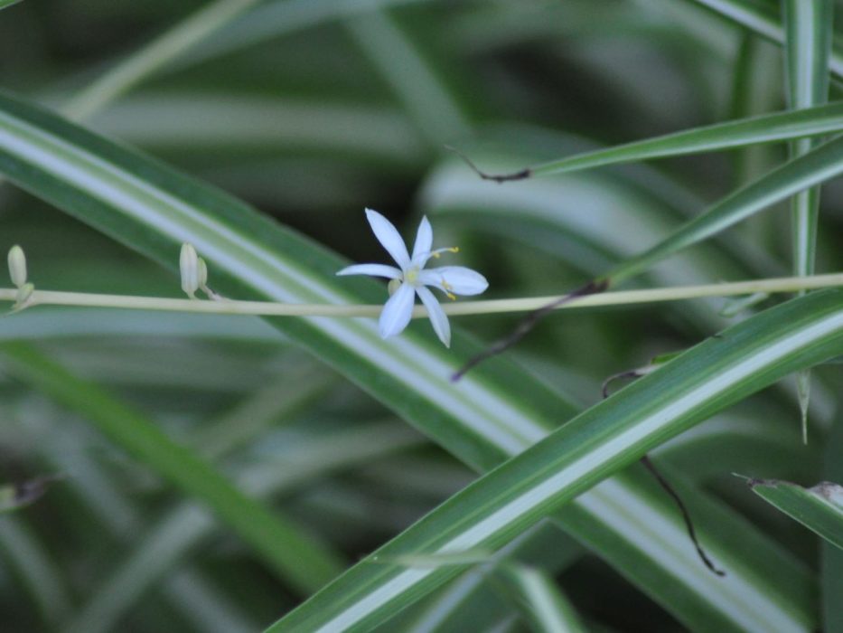 02 DSC_0561 juli 2009, Spanien, Chlorophytum