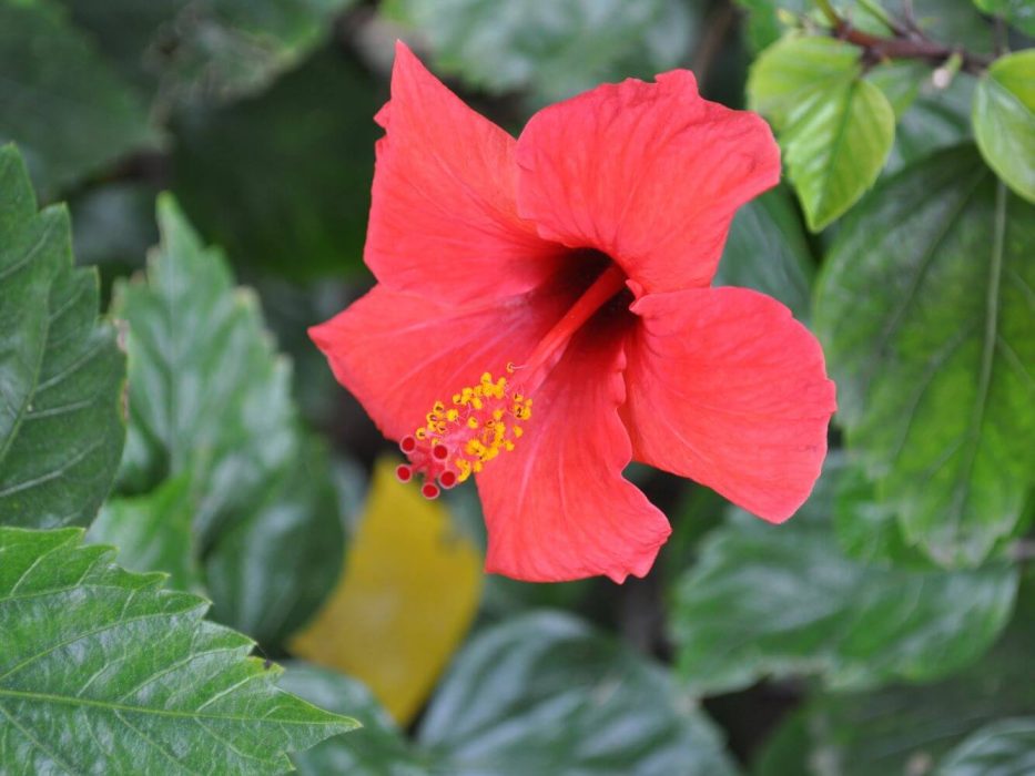 02 DSC_1204 april 2010, Hibiscus