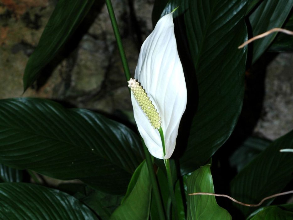 02 DSC_1610 November 2006, Botanisk Have, Spathiphyllum