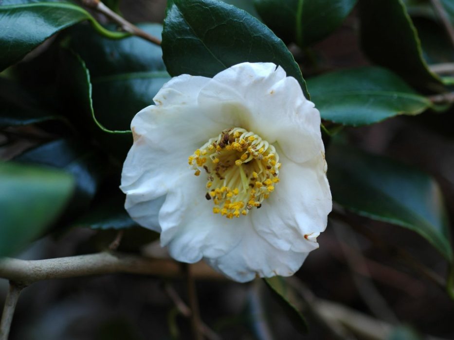 02 DSC_1779 marts 2007, Camellia, kamelia, blomst