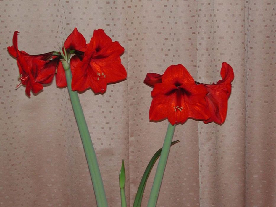 02 Hippeastrum