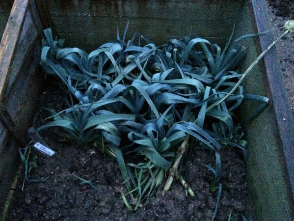 02 IMG_0817 januar 2015, Frilandsmuseet, porrer, indslag HB 4 2020