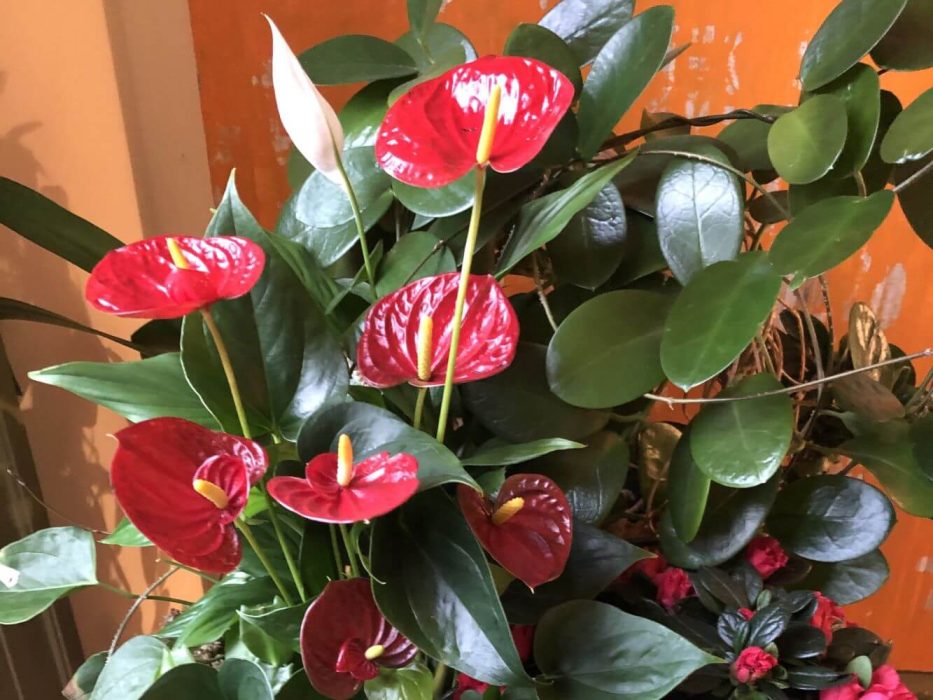 02 IMG_3668 december 2020, plantekrukke, Anthurium, Azalea, fredslilje, duftranke, Stephanotis