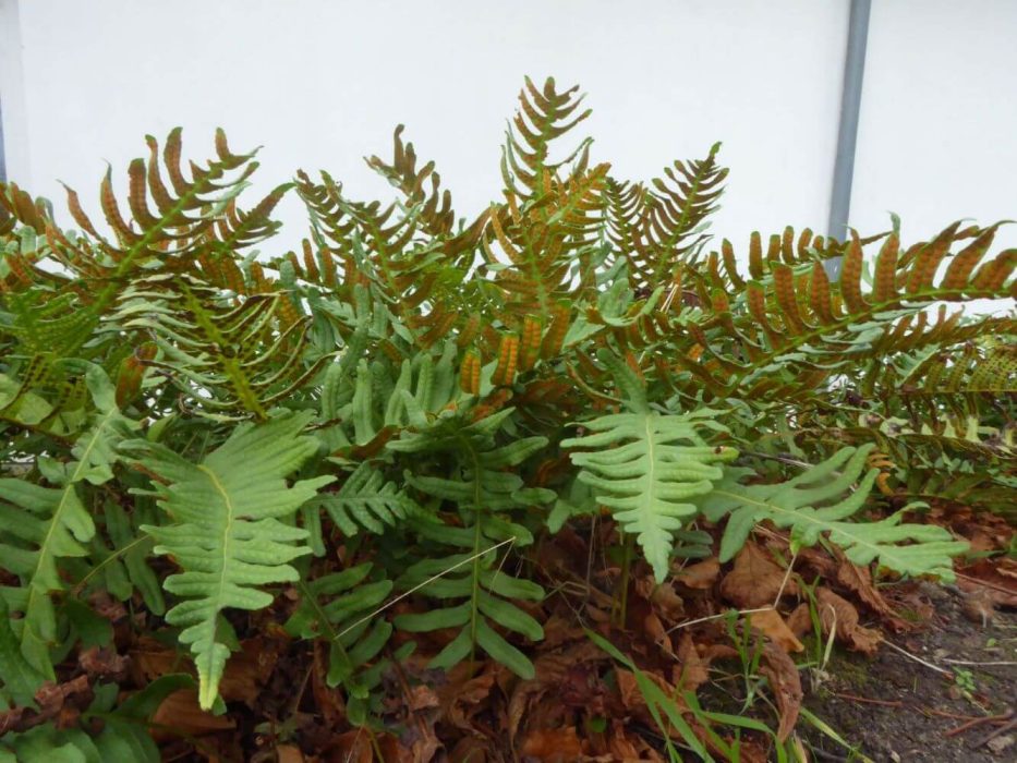 02 P1040062 november 2017, Kerteminde, Johs. Larsen museet, bregne, måske