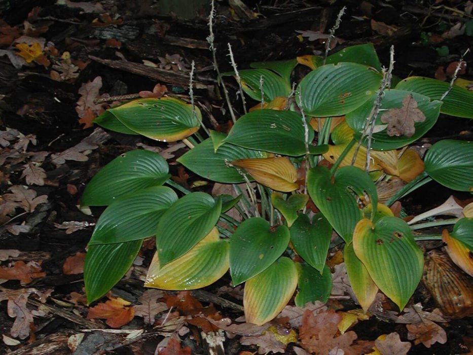 02 facebook 2020 DSCN3955 Hosta, 2004
