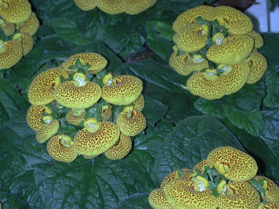 02 marts 2007 Calceolaria