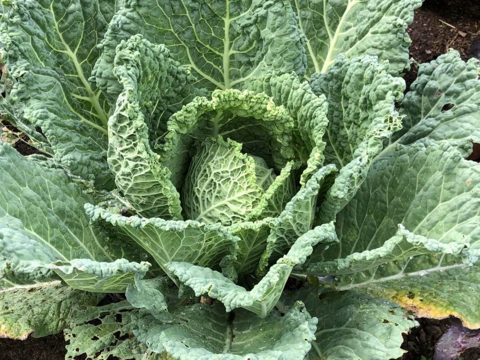 02 savojkl, Brassica olerasica var. sabauda