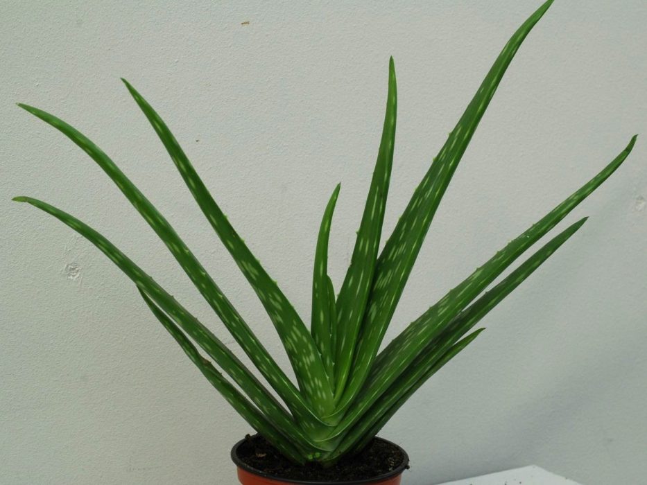 03 Aloaceae, DSC_1541 Oktober 2006, Aloe vera måske