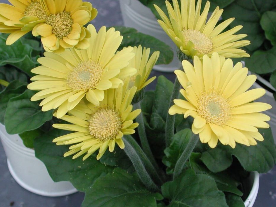 03 Asteraceae, DSCN3021 april 2004 KVL Gerbera mini