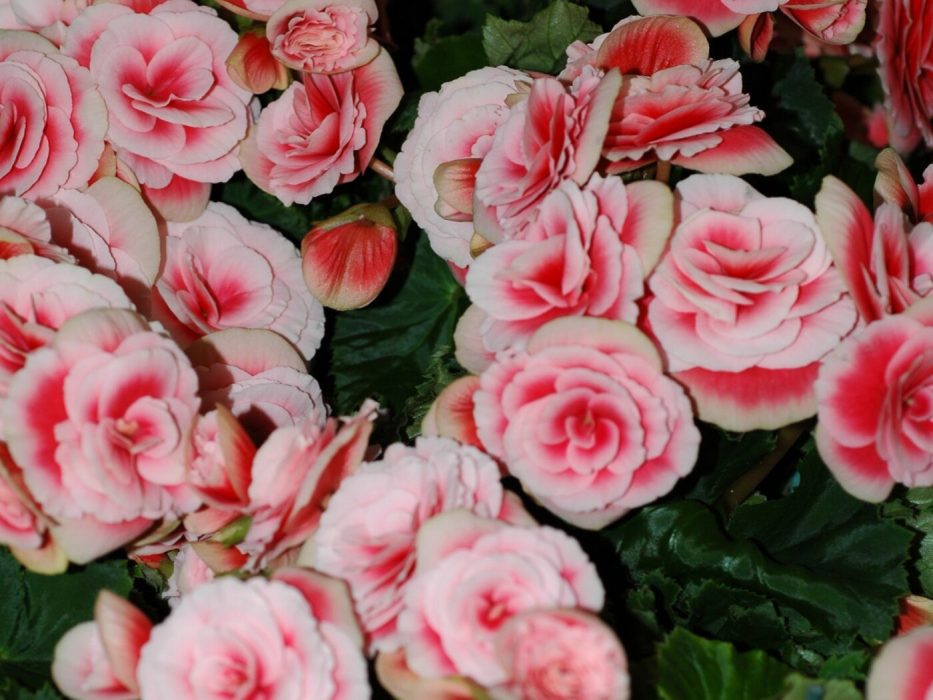 03 Begoniaceae, DSC 1584 Oktober 2006, Begonia x hiemalis, syn. elatiorhybrid Barios