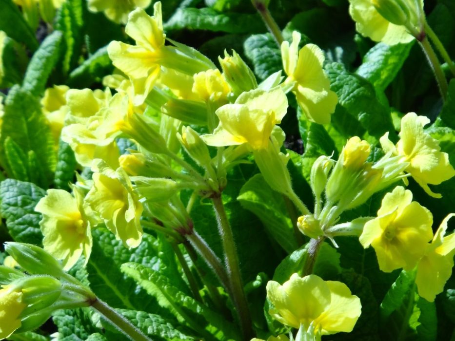03 DSC00522 Nanna Krogsgaard, april 2016, Primula