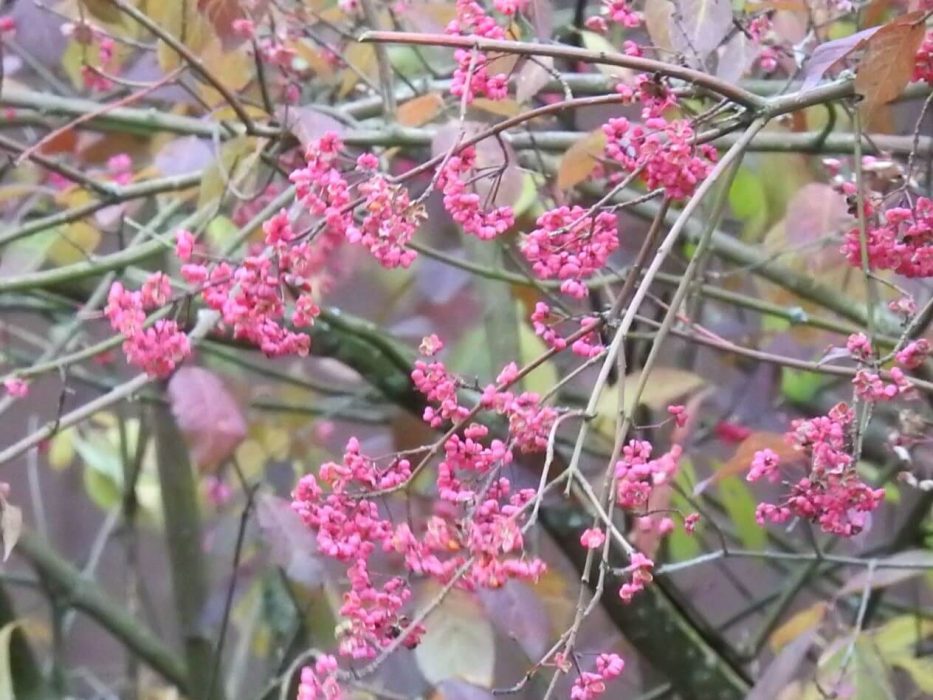 03 DSCN0164 november 2018, Skovhuset, benved. Euonymus beskåret