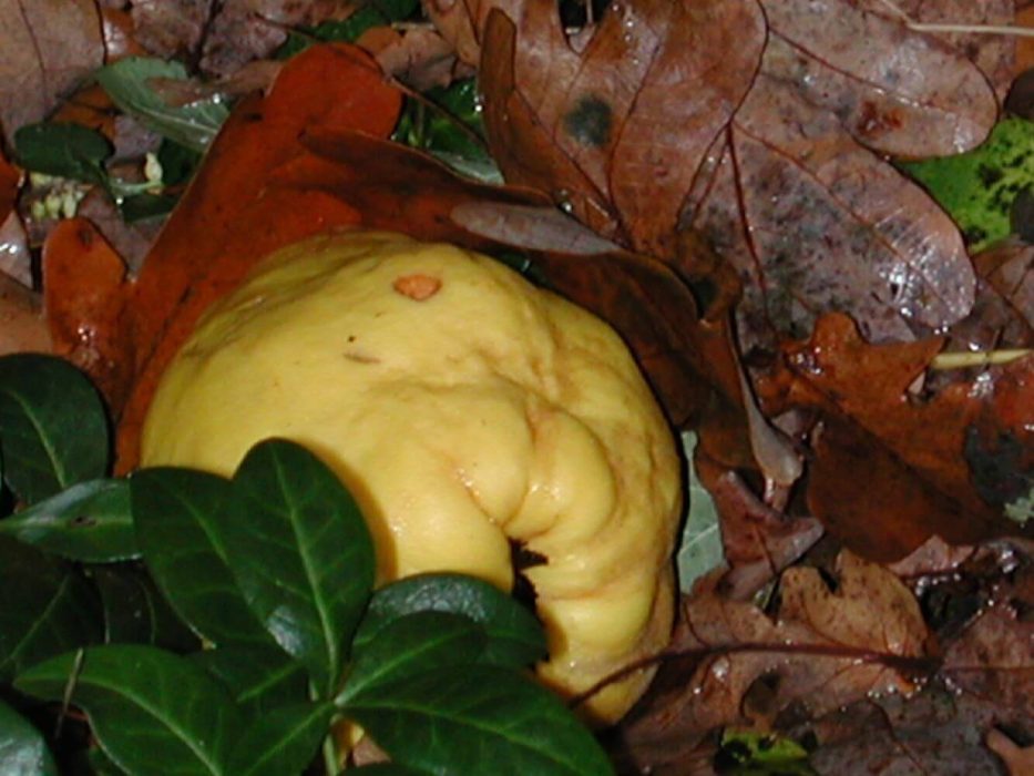 03 DSCN3957 kvæde, november 2004