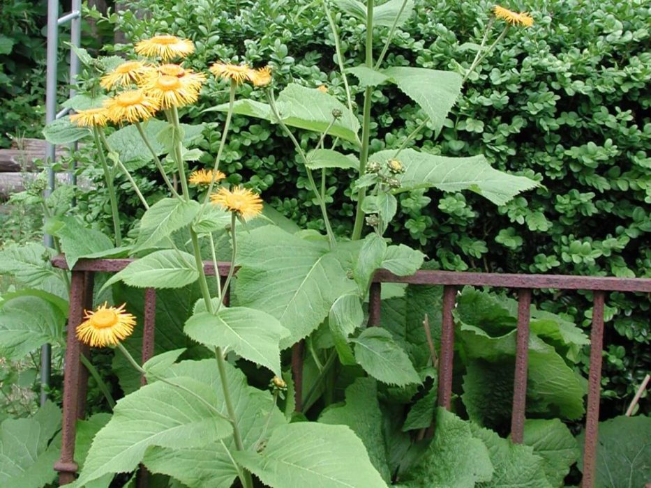 03 DSCN4581 Telekia (Buphthalmum)