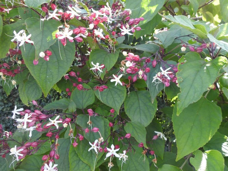 03 DSCN4783 september 2021, konsulenttur, skæbnetræ, Clerodendrum, HF Charlottehøj