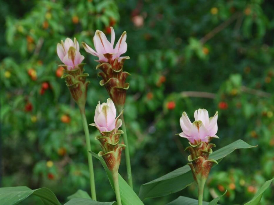 03 DSC_0364 august 2007, Curcuma