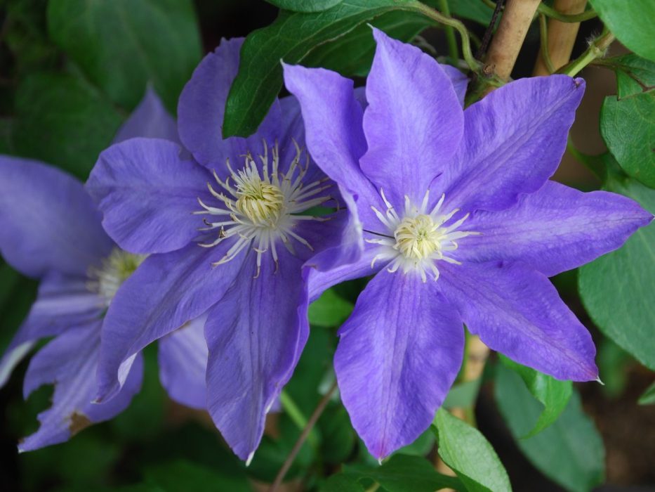 03 DSC_0388 august 2007, Garden Living, Clematis H.F. Young
