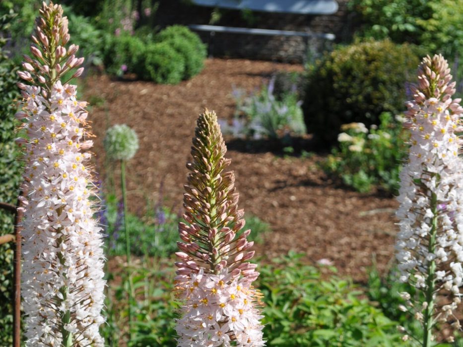 03 DSC_2392 maj 2011, 03 Belgien, The Potager, Eremurus