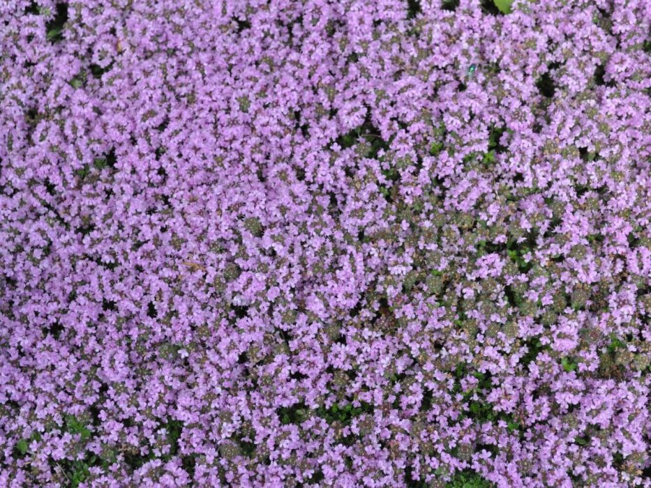 03 DSC_7088 juni 2017, Medicinhaverne,Tåsinge, åndedræt og kredsløb, timian, Thymus