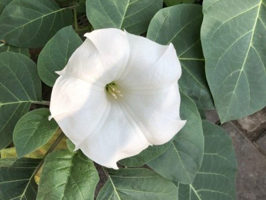 03 Datura