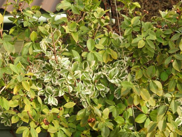 03 Stedsegrønne DSCN6137 lav opløsning